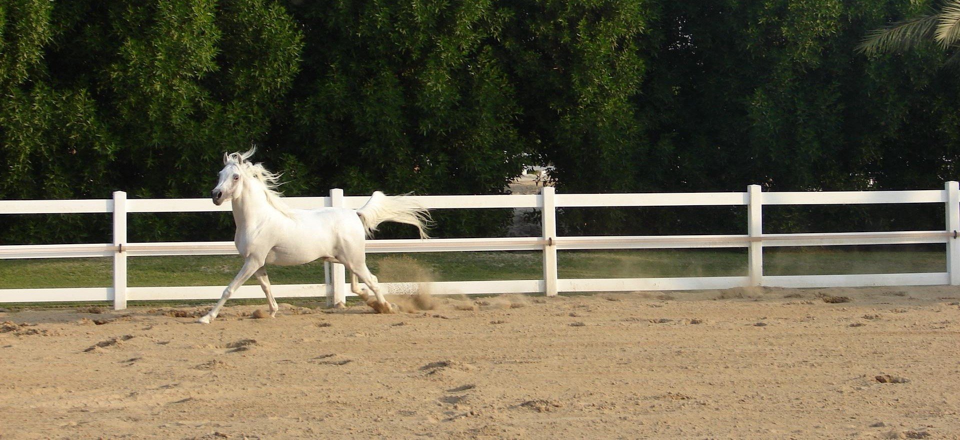 Лошади 2012 года. Светло серая лошадь в конюшне. Белая лошадь конюшня Екатеринбург. Белая лошадь в конюшне. Серая лошадь в манеже.