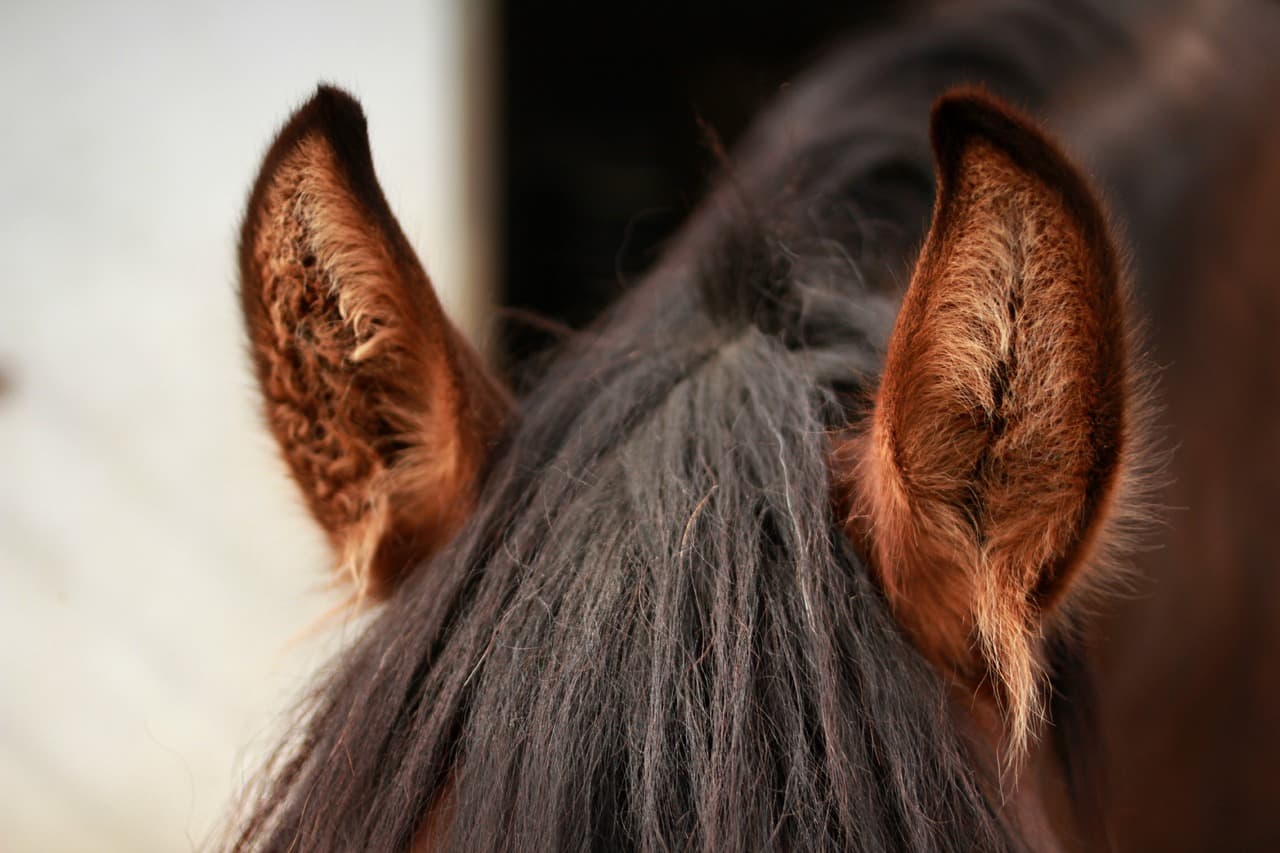 Horse ears. Уши лошади. Ушки для лошади. Конские уши. Слух лошади.