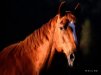 Рыжая лошадь))