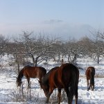 Просмотр фото «Лошади в зимнем саду»