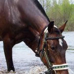 Просмотр фото «Лошадь по кличке Герцогиня пьет из реки»