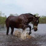 Просмотр фото «Лошадь проверяет воду»