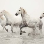 Просмотр фото «Фото скачущих по мелководью лошадей»