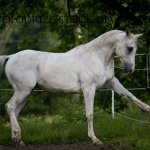 Просмотр фото «Испанский шаг»