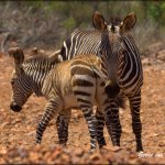Просмотр фото «Фото двух зебр»