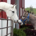 Просмотр фото «Лошадь и ослик»