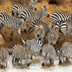 Просмотр фото «Стадо зебр на водопое»