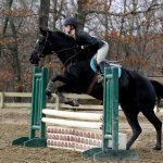   Black Horse Jumping at horse show by HorseStockPhotos