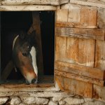   horse by onuralp-topal