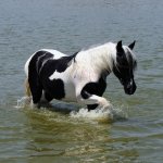 Просмотр фото «Черно-белая лошадь в воде»