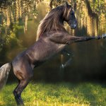 Просмотр фото «Лошадь среди деревьев»