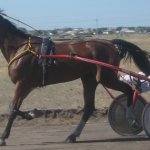 Просмотр фото «лошадь с КСК Дончак»