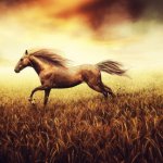 Просмотр фото «Лошадь скачет по пшеничному полю»