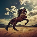 Просмотр фото «Лошадь гарцует»