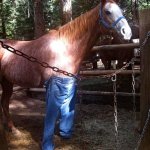 Просмотр фото «Лошадь в джинсах.»