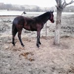 Просмотр фото «Карачаевская порода лошади»