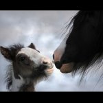 Просмотр фото «Лошадь и жеребёнок.»