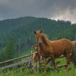 Просмотр фото «Лошадь и жеребёнок на фоне леса.»