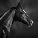 Просмотр фото «Портрет вороной аравийской лошади.»