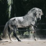 Просмотр фото «Андалузская лошадь»