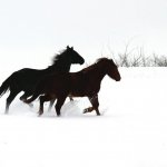 Просмотр фото «Бегущие по снегу»