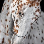 Просмотр фото «Красивое фото лошади необычной масти»
