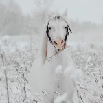Просмотр фото «Лошадка в поле»