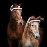 Просмотр фото «Новогодние лошадки»