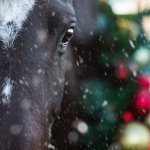 Просмотр фото «Лошадь и Рождество»