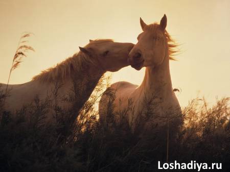 Красивое фото 2 лошадей на фоне заката