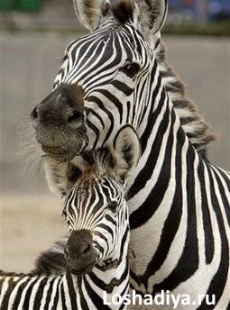 зебра с малышом