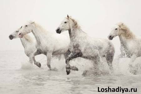 Фото скачущих по мелководью лошадей