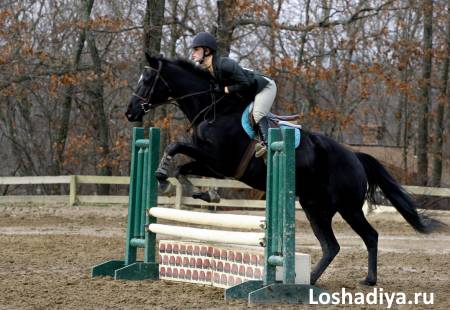 Black Horse Jumping at horse show by HorseStockPhotos