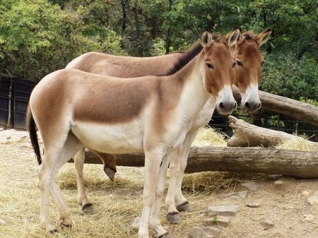 Фото Кианга (Equus kiang)