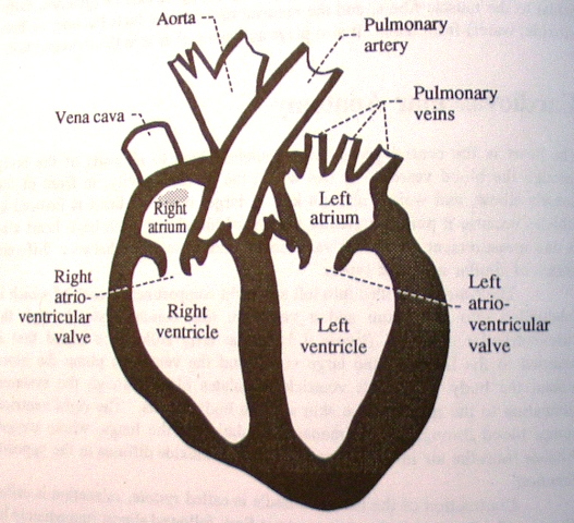 Сердце лошади - центральный орган кровеносной системы лошадей