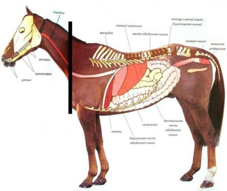 Пищеварительная система лошади.