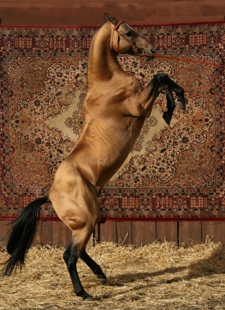 Ахалтекинская порода лошадей: фото, описание, происхождение