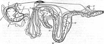 Лимфатические узлы органов брюшной полости лошади