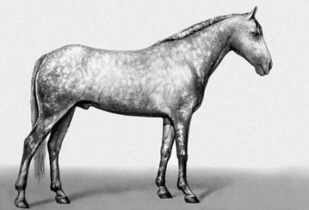 Фото лошади иомудской породы