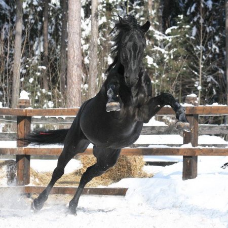 Фото лошади кладрубской породы, вороной масти