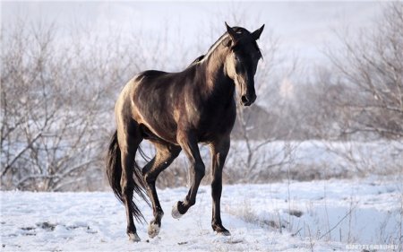 Карачаевская порода лошадей: фото, видео, описание, история породы