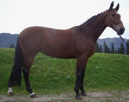 Фото лошади баварской теплокровной породы гнедой масти