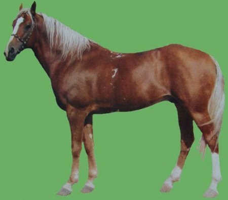 Фото лошади локайской породы