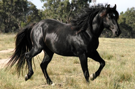 Фото лошади австралийской пастушьей породы вороной масти