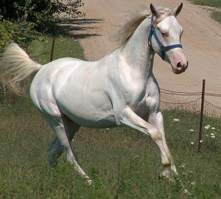 Фото лошади породы американский альбинос