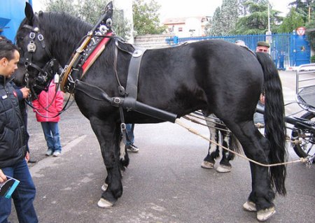 Фото лошади черноморской породы вороной масти