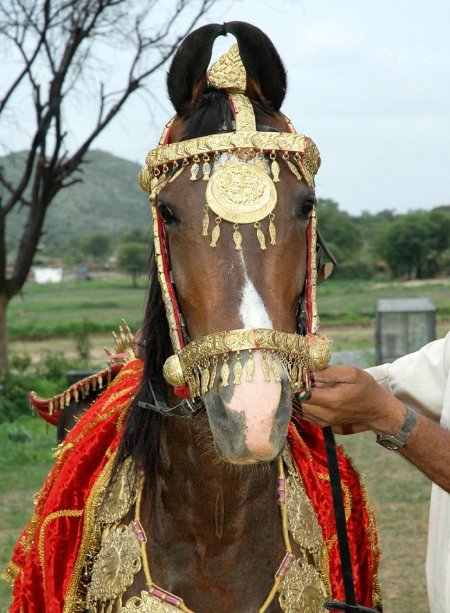 Фото марварской лошади гнедой масти