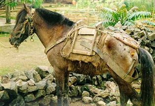 Фото лошади породы вьетнамский хмонг гнедо-чубарой масти