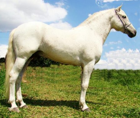 Фото лошади породы мангаларга маршадор серой масти