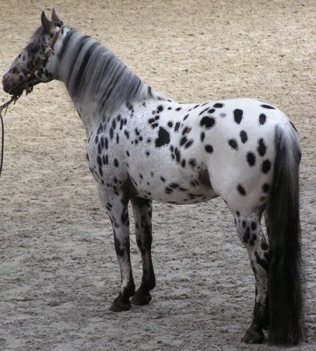 Фото лошади чубарой масти породы аппалуза